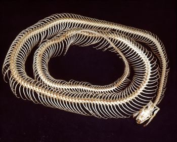 Media type: image;   Herpetology R-176786 Description: published in Rarest of the Rare;